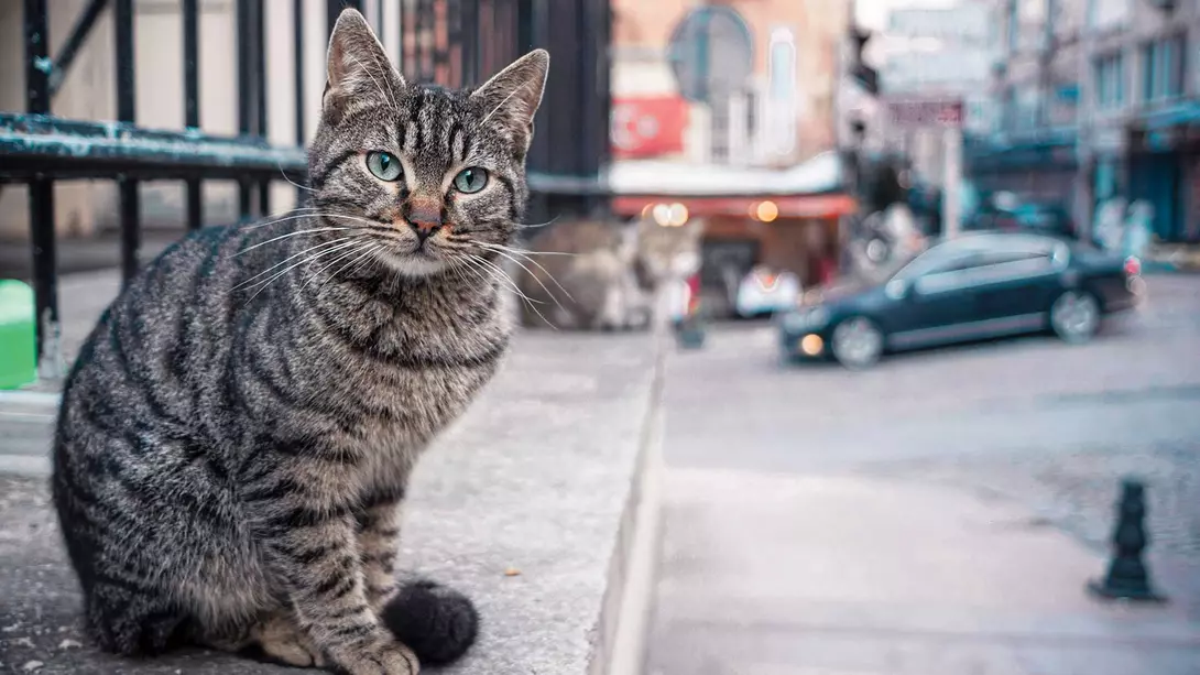 One Stray Day in Old İstanbul