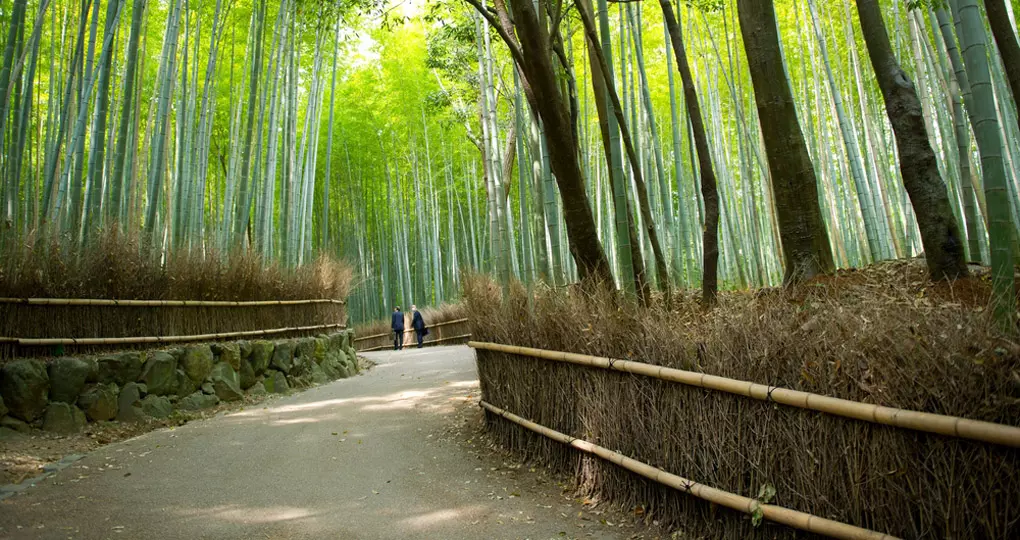 Bamboo path