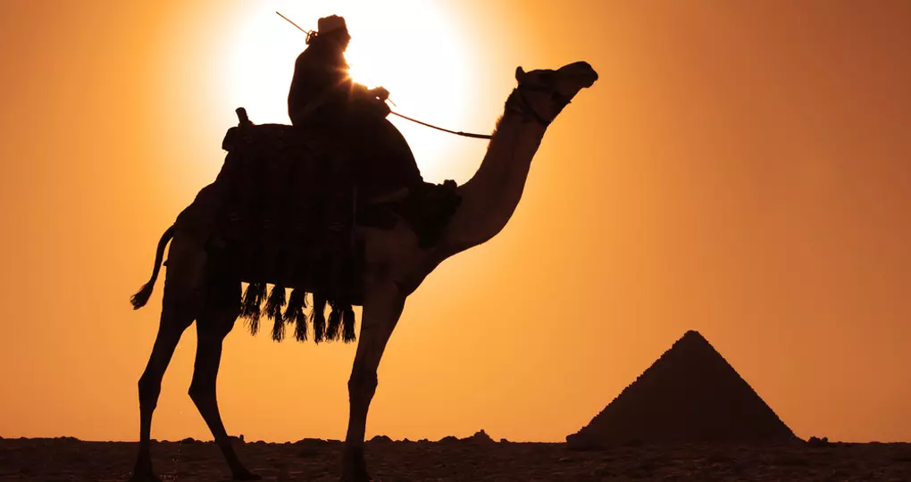 A Bedouin on a camel near the pyramids A Bedouin on a camel near the pyramids