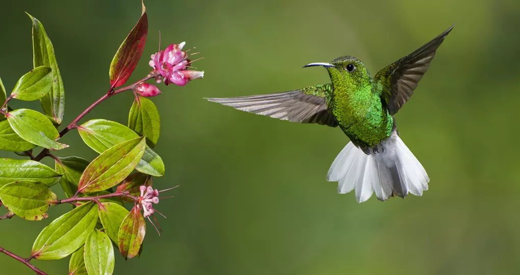 One of Monteverde icons, the Coppery-headed Emerald Humming bird, and a highlight on all Costo Rica tours One of Monteverde icons, the Coppery-headed Emerald Humming bird, and a highlight on all Costo Rica tours
