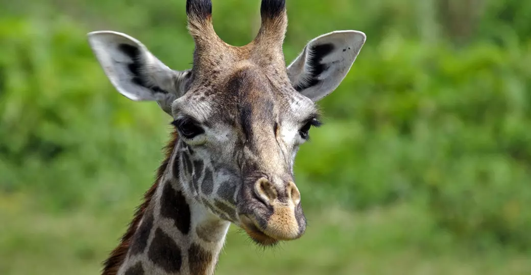 A close-up of a giraffe in Arusha National Park