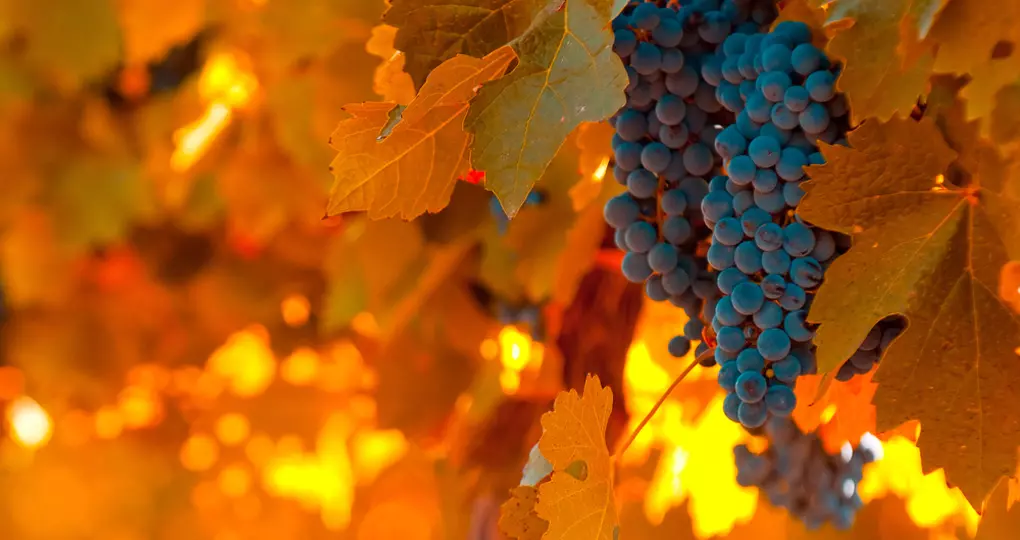 The ideal wine climate makes it a great place to sample the wine during your Mendoza vacation