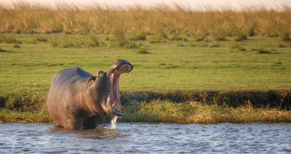 Hippo standing in the river, Botswana Hippo standing in the river, Botswana