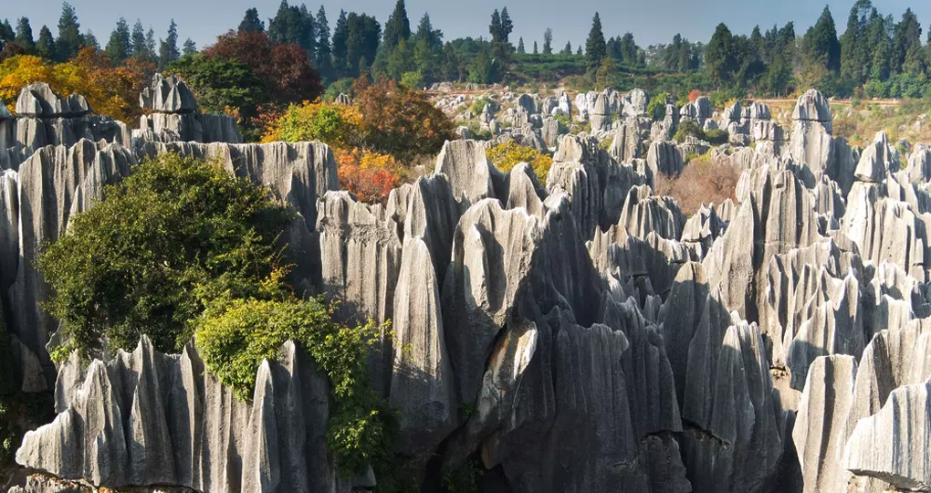 The Stone Forest