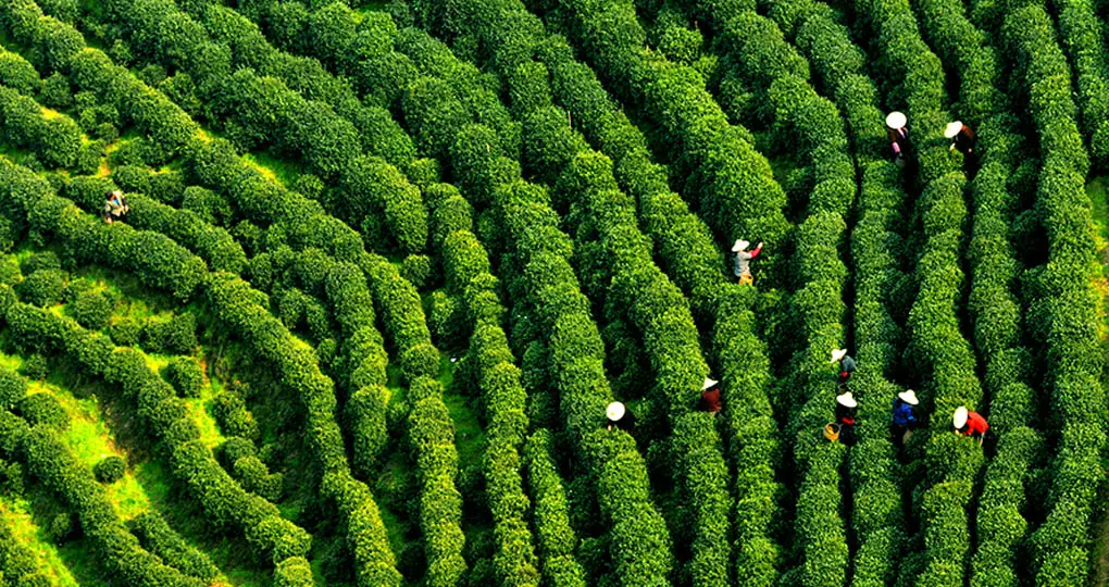 Longjing Tea Plantation
