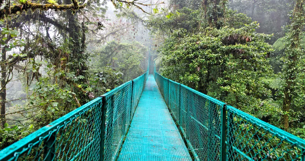 See the jungle canopy up close through hanging bridges Hanging bridge attraction in Monteverde