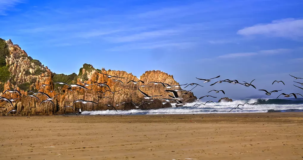 Seagulls take flight on noetzie beach in Knysna