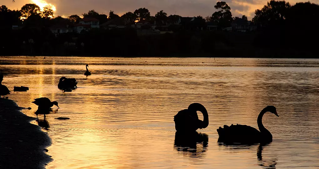 Black swans on Lake Monger