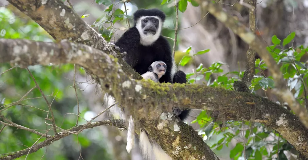 White Colobus monkey - Arusha National Park