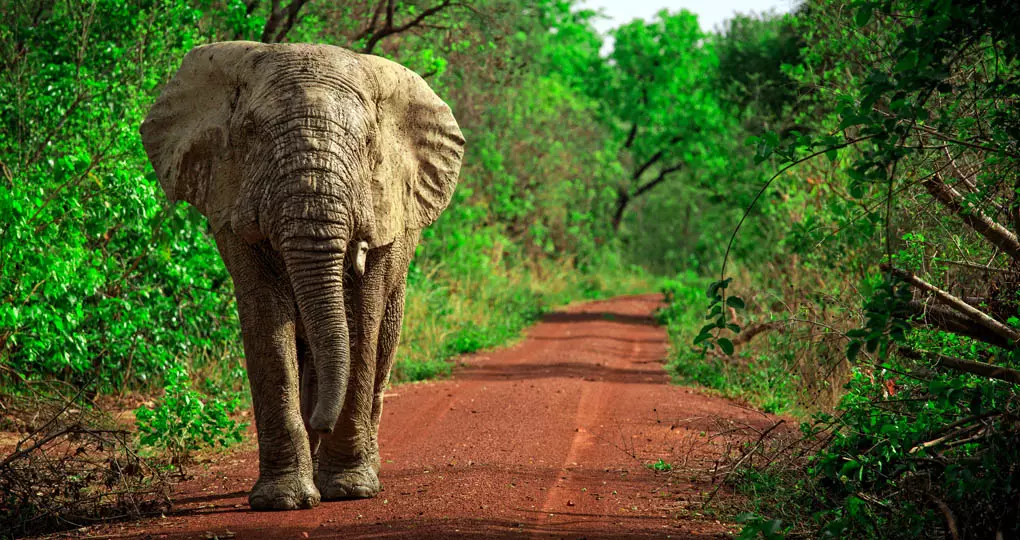 Ghana Mole National Park