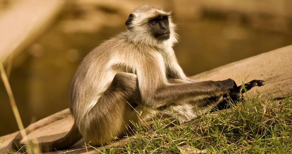A Langur in Ranthambhore tiger reserve A Langur in Ranthambhore tiger reserve