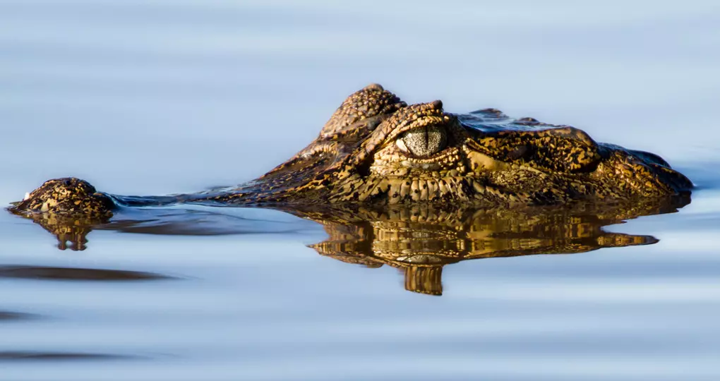 Yacare caiman floating in the pantanal wetlands Yacare caiman floating in the pantanal wetlands