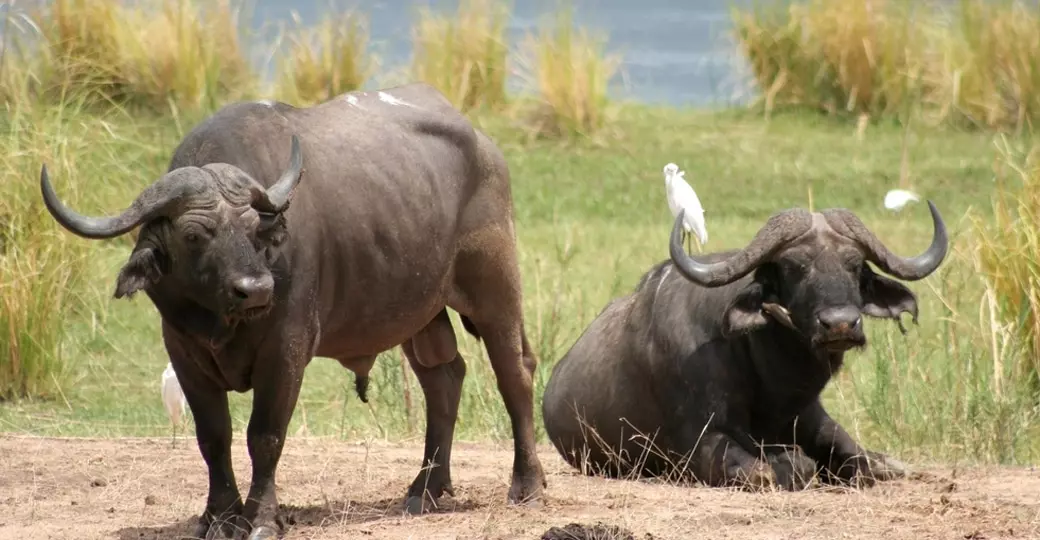 African buffalo are a common sight on all Zimbabwe vacations. African buffalo are a common sight on all Zimbabwe vacations.