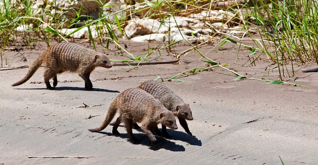 Banded mongooses