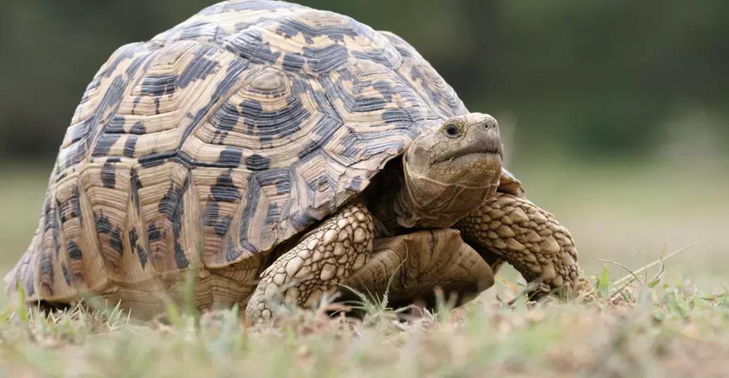 Leopard tortoise Leopard tortoise