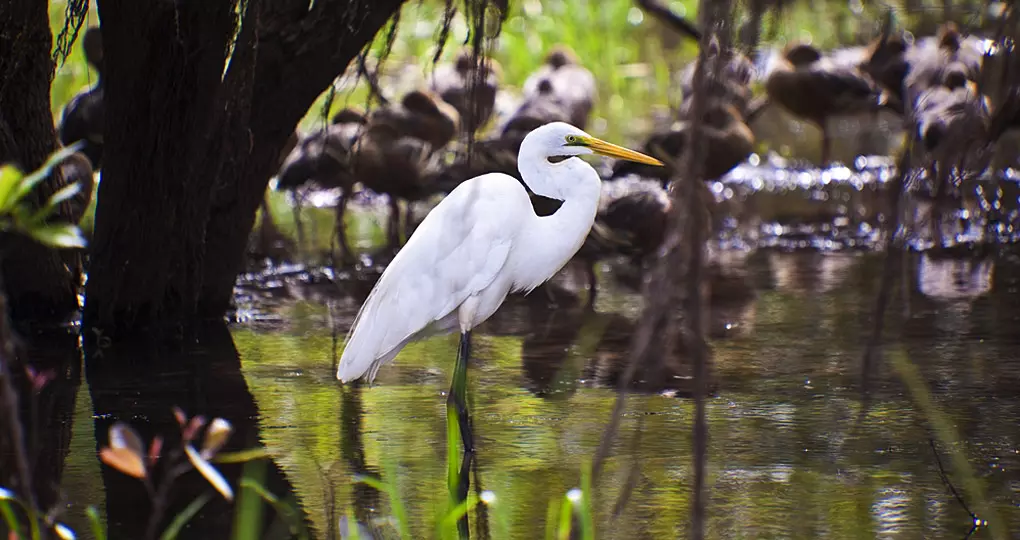 White Egret and other bird life abound in Kakadu National Park White Egret and other bird life abound in Kakadu National Park