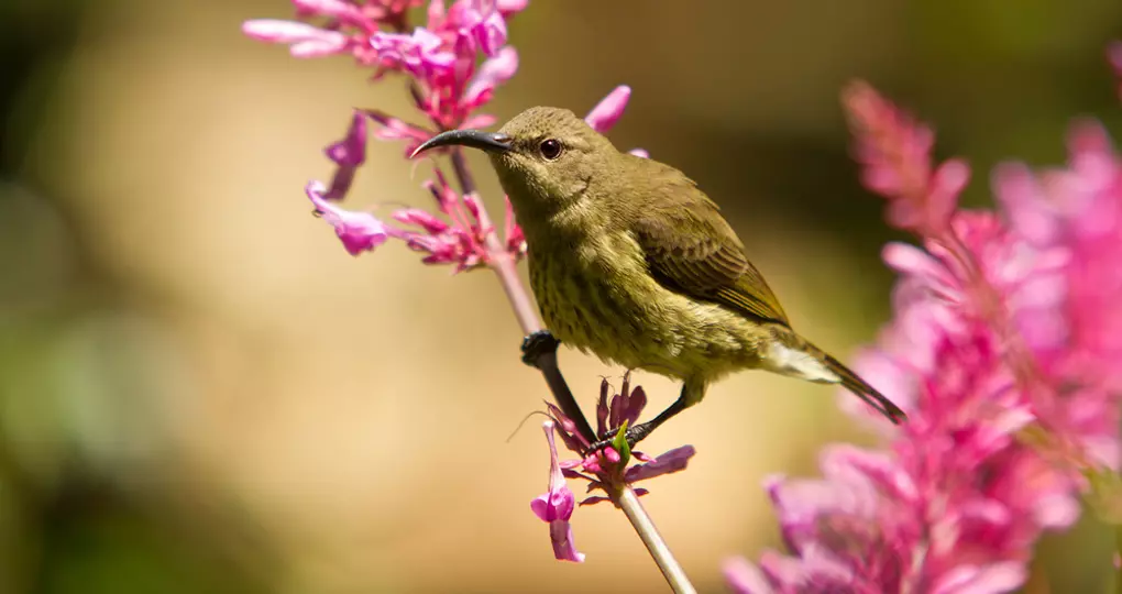 You will experience amazing wildlife while on your Aberdare National Park safari.