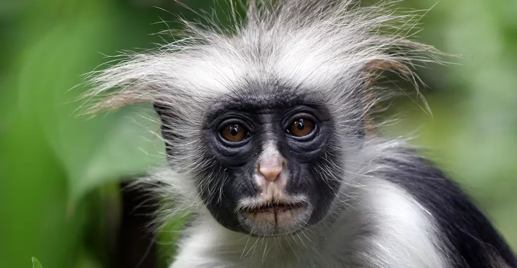 Red Colobus monkey