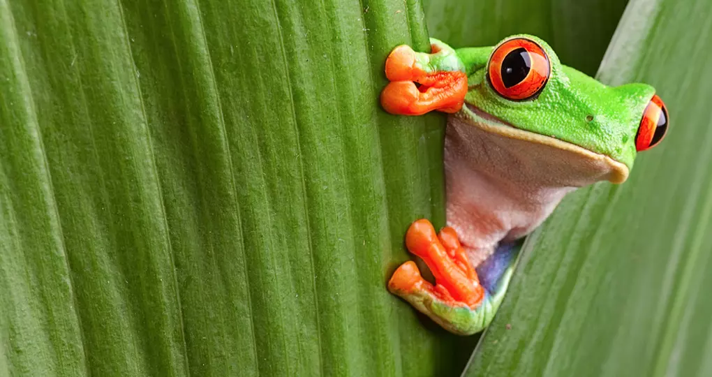 Red Eyed tree frog Red Eyed tree frog