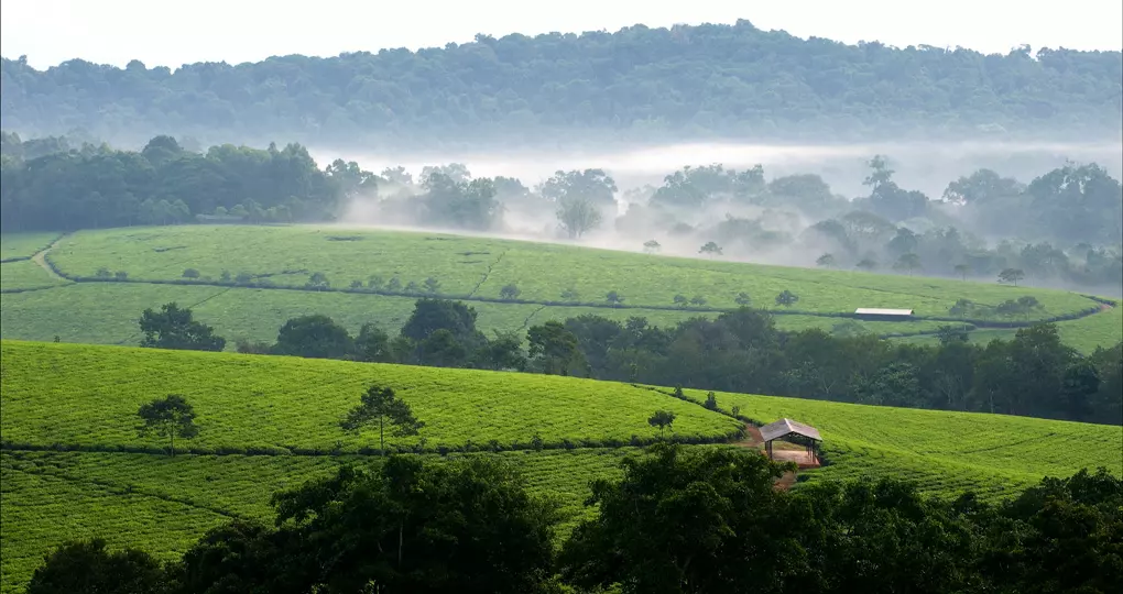Fog lifting from the Bwindi Impenetrable Forest