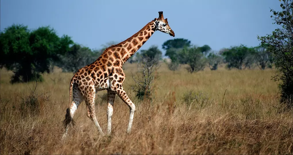 The majestic giraffe as seen on a Queen Elizabeth National Park safaris. The majestic giraffe as seen on a Queen Elizabeth National Park safaris.