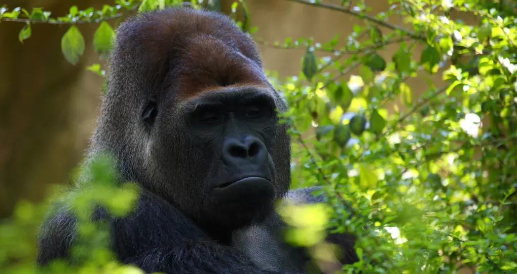 Gorilla in Bwindi Impenetrable Forest