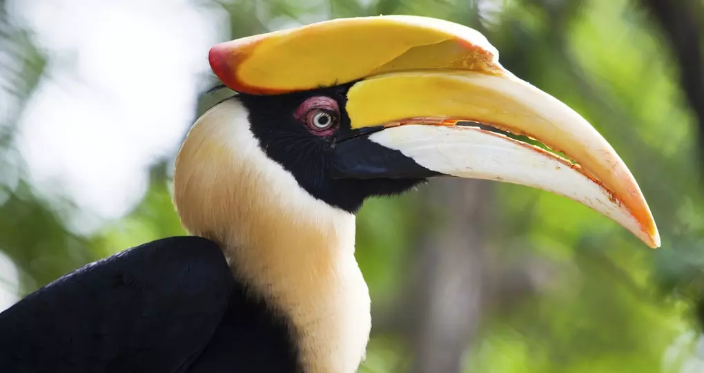 A Great Hornbill