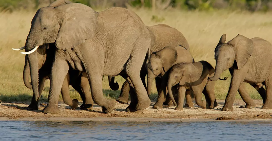 A herd of African elephants while on a Hwange National Park safari. A herd of African elephants while on a Hwange National Park safari.