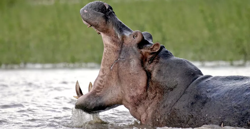 A hippo with its mouth wide open in the Rufiji River