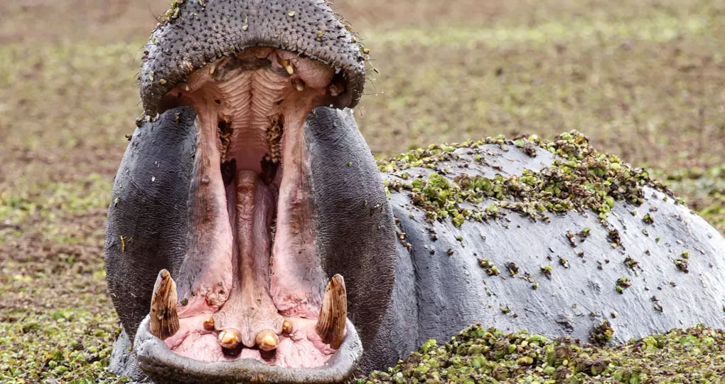 You will no doubt see hippopotamus while on your Moremi Game Reserve Safari. You will no doubt see hippopotamus while on your Moremi Game Reserve Safari.