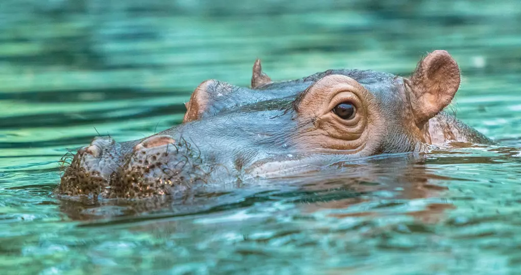 Hippopotamus submerged in waters of Mana Pools NP Hippopotamus submerged in waters of Mana Pools NP
