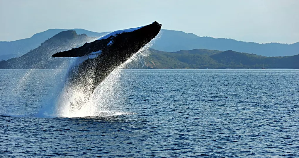 Humpback whale breaching