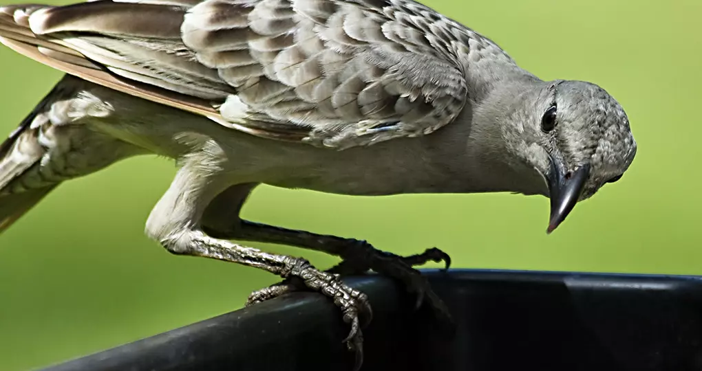 The Great Bowerbird is a common resident of northern Australia The Great Bowerbird is a common resident of northern Australia