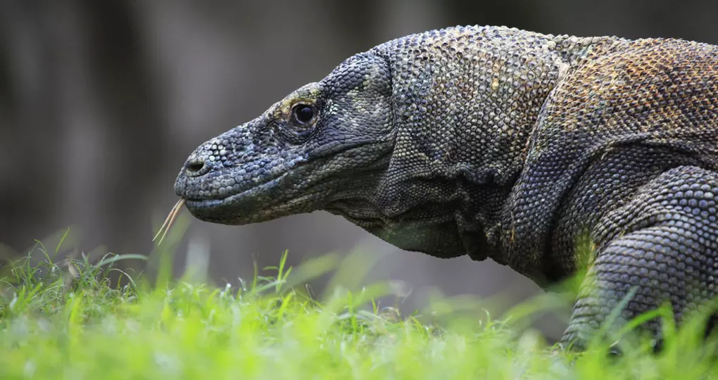 The Komodo Dragon - the worlds largest living species of lizard The Komodo Dragon - the worlds largest living species of lizard