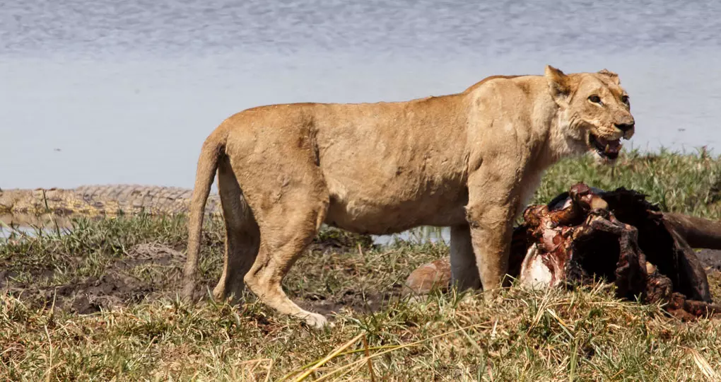 Lion, Moremi National Park Lion, Moremi National Park