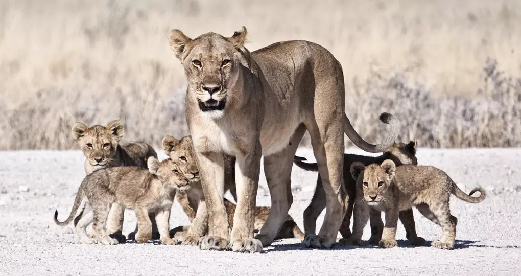 A lioness and her cubs as seen on a Mana Pools National Park safari. A lioness and her cubs as seen on a Mana Pools National Park safari.