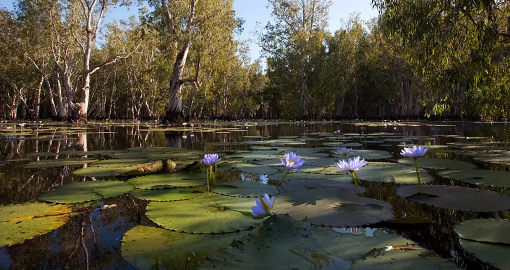 Mangrove trees with beautiful blue lotus flowers Mangrove trees with beautiful blue lotus flowers