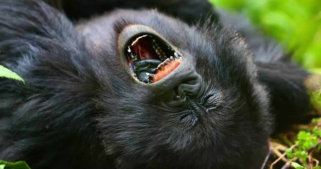 Mountain gorilla
