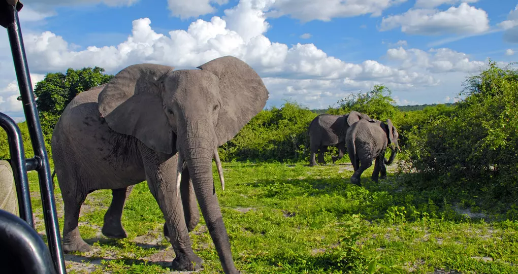 On Safari in Linyanti Wildlife Reserve, Botswana