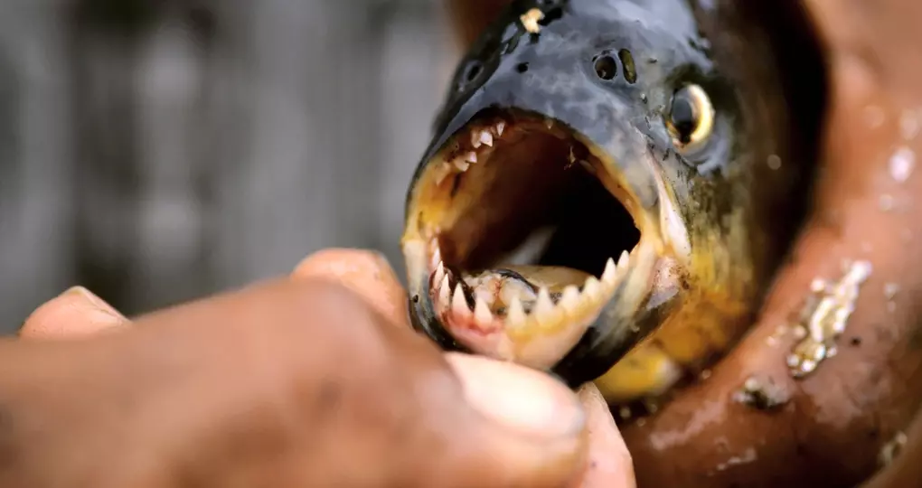 Piranha Piranha