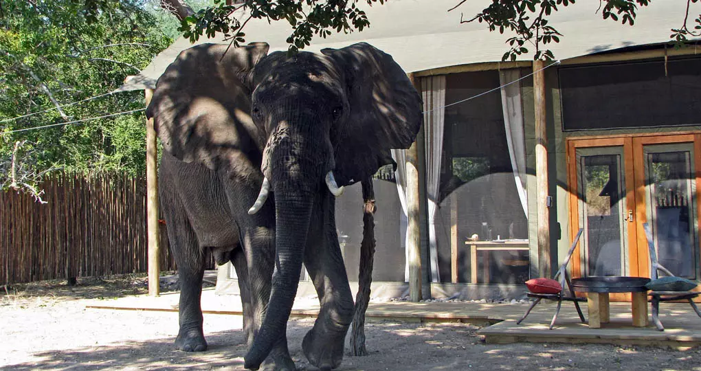 An elephant checking out the camp An elephant checking out the camp