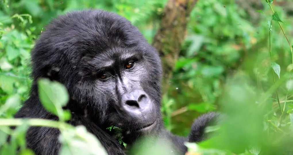 A silver back gorilla hiding in the bush
