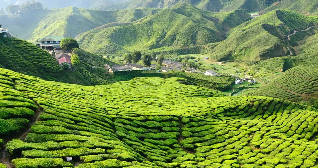 Rolling green hills of tea are found in the Cameron Highlands - always a great photo opportunity on Malaysia tours. Rolling green hills of tea are found in the Cameron Highlands - always a great photo opportunity on Malaysia tours.