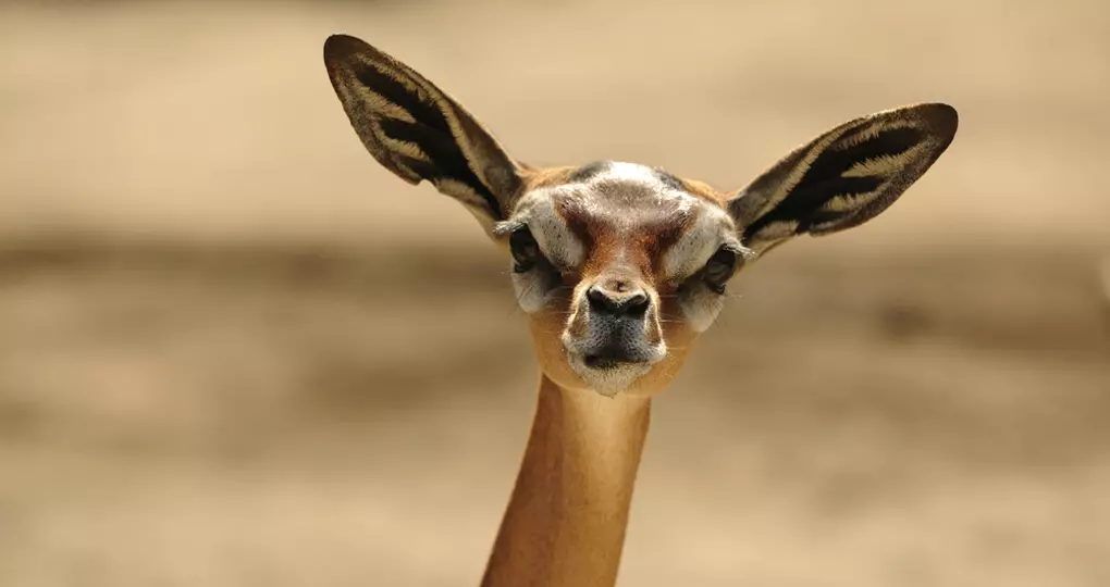 A Gerenuk, also known as the Waller's gazelle, is a great photo opportunity while on your Kenyan safari. A Gerenuk, also known as the Waller's gazelle, is a great photo opportunity while on your Kenyan safari.