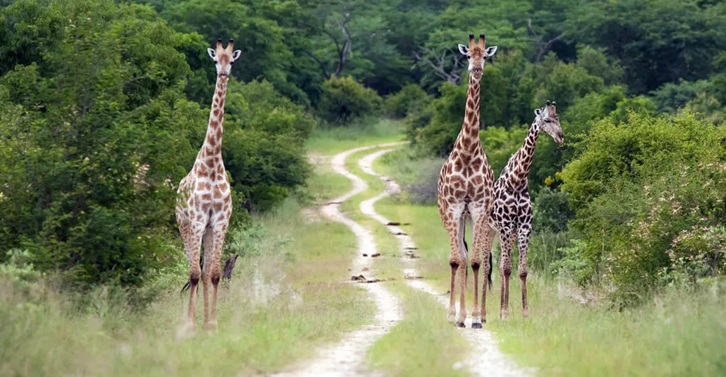 Three giraffe bulls standing along a dirt track Three giraffe bulls standing along a dirt track