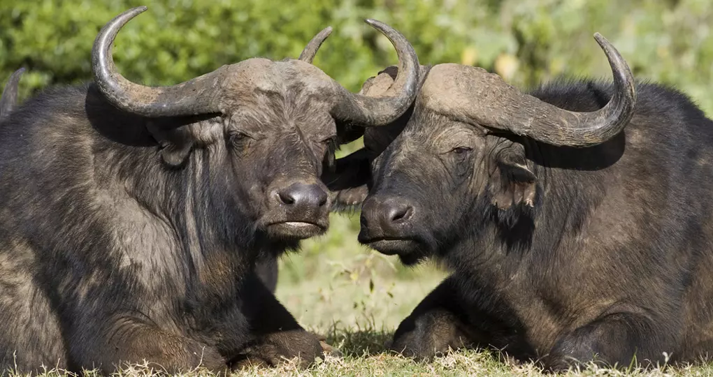 African Buffaloes
