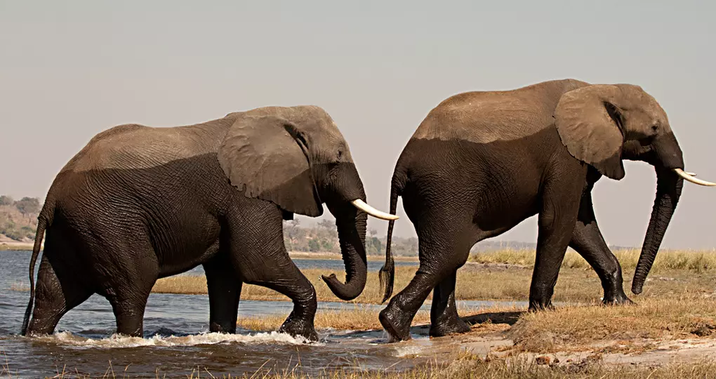 Two male elephants in Chobe National Park_ Two male elephants in Chobe National Park_