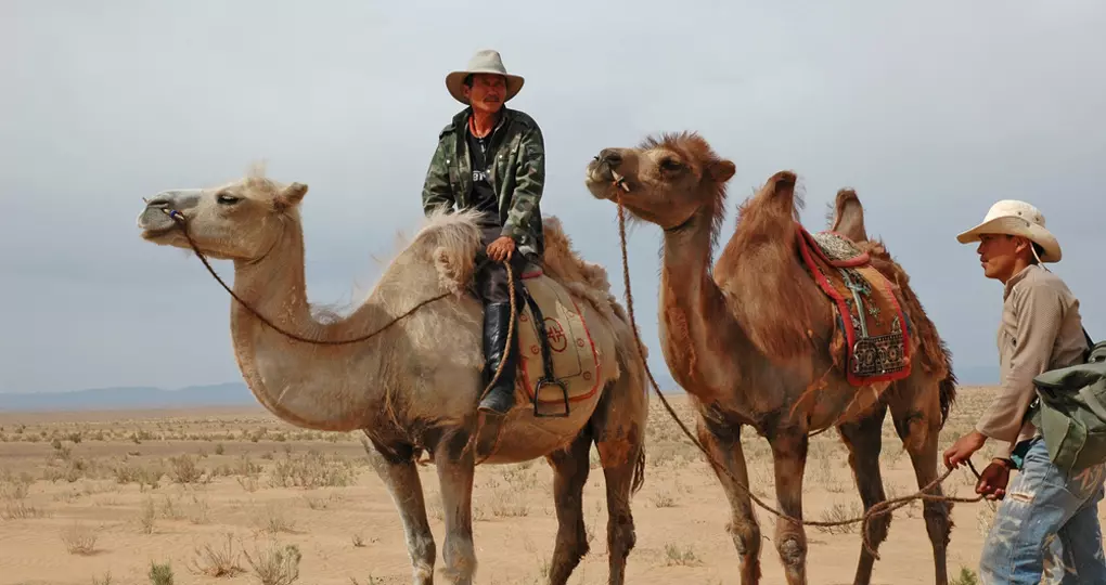 Men with their camels in the Gobi Desert Men with their camels in the Gobi Desert