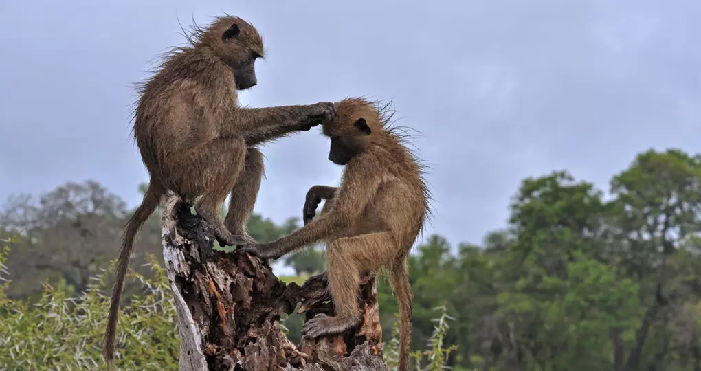 Chacma baboons Chacma baboons