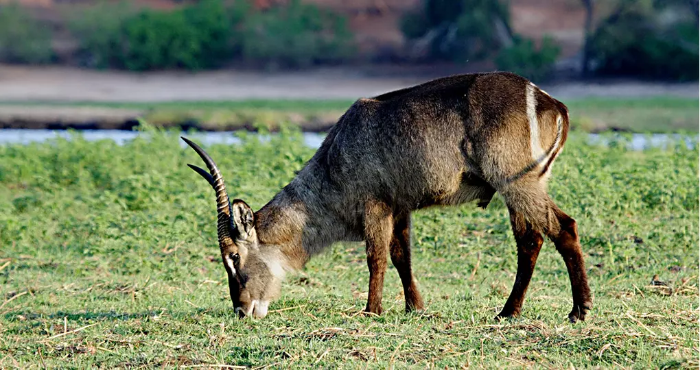 Waterbuck Waterbuck
